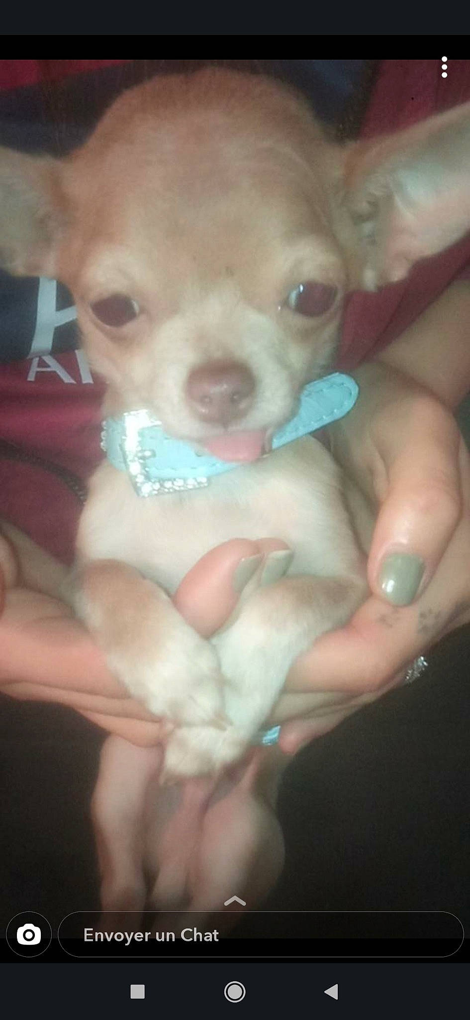 Julio a rejoint le concours — aidez-le/la à gagner de superbes lots ! canidae, carnivore, chihuahua, companion_dog, dog, dog_breed, ear, fawn, mammal, non_sporting_group, nose, puppy, puppy_love, snout, sporting_group, toy_dog, vertebrate