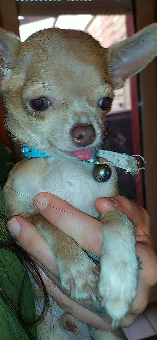 Julio participe au concours pour gagner de l'argent avec cette photo : canidae, carnivore, chihuahua, companion_dog, corgi_chihuahua, dog, dog_breed, ear, eye, fawn, iris, mammal, nose, puppy, skin, snout, toy_dog, vertebrate, whiskers