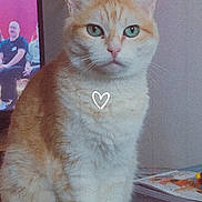 Manu a rejoint le concours — aidez-le/la à gagner de superbes lots ! cat, orange_cat, green_eyes, sitting, indoor, television, remote_control, magazine, heart_overlay, close_up, whiskers, ears, paws, table, portrait, domestic_pet, feline, cozy, fur, staring