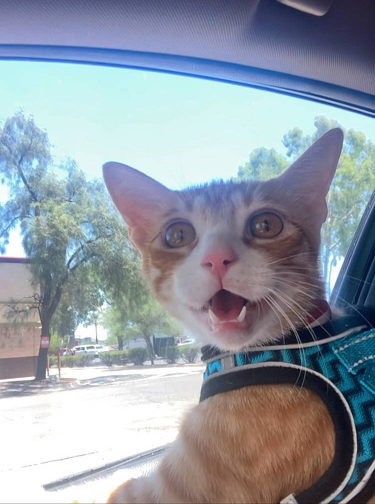 Deano joined the competition — help win amazing prizes! carnivore, cat, comfort, domestic_short_haired_cat, electric_blue, fawn, felidae, fur, paw, plant, sky, small_to_medium_sized_cats, snout, tail, tree, whiskers, window