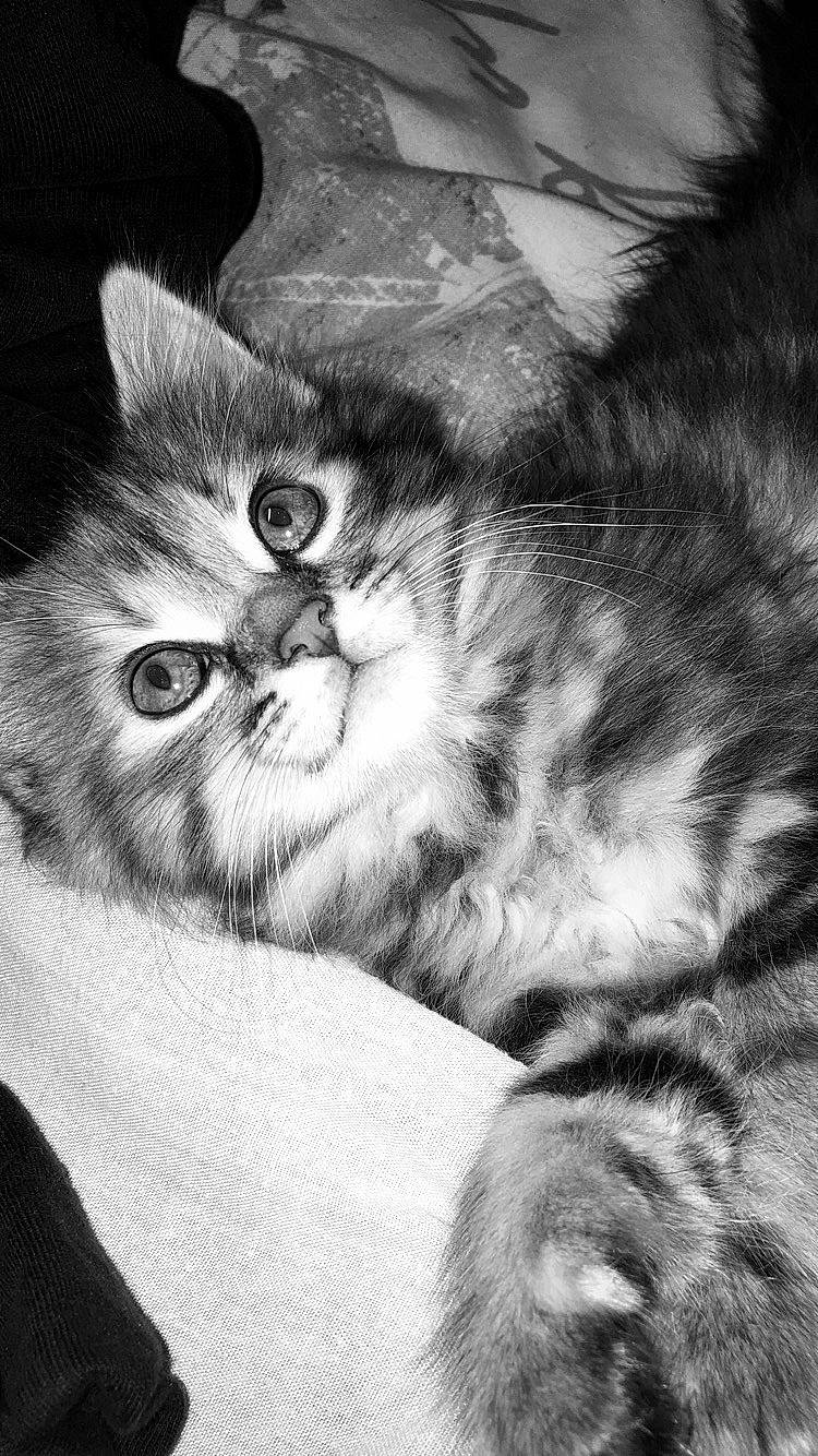 Poockie a rejoint le concours — aidez-le/la à gagner de superbes lots ! black_and_white, carnivore, cat, felidae, fur, monochrome_photography, small_to_medium_sized_cats, snout, vertebrate, whiskers