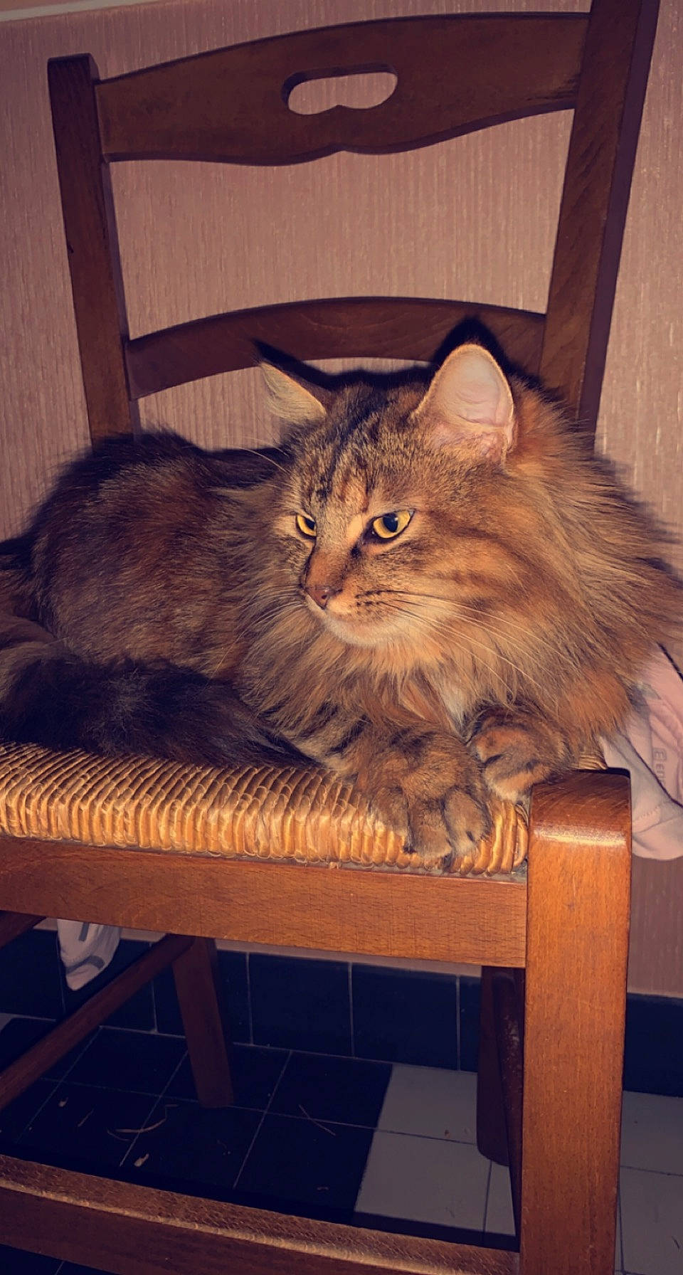 Poockie participe au concours pour gagner de l'argent avec cette photo : british_semi_longhair, carnivore, cat, domestic_long_haired_cat, felidae, fur, small_to_medium_sized_cats, tail, varnish, vertebrate, whiskers, wood_stain