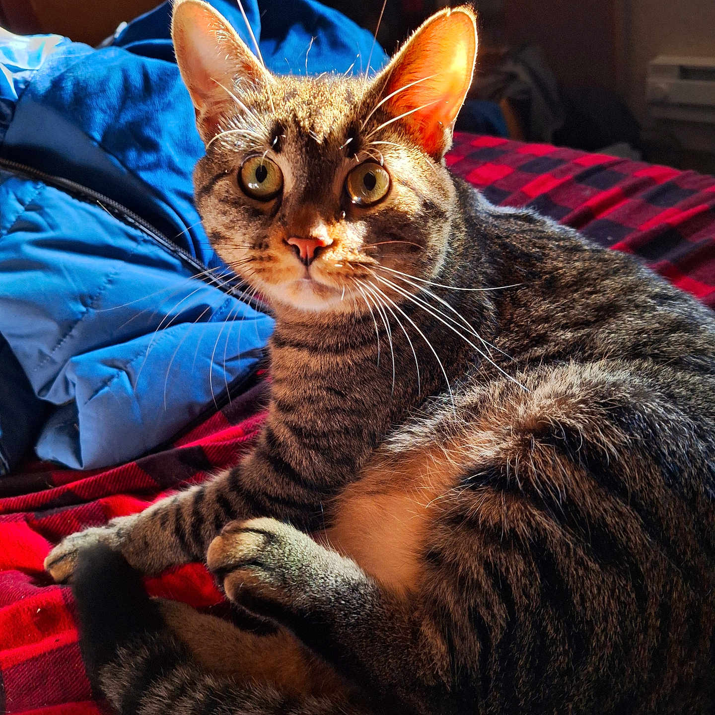Titan joined the competition — help win amazing prizes! abyssinian, animal, bed, bedroom, blanket, cat, chair, computer, couch, cushion, furniture, homedecor, indoors, kitten, manx, person, pet, quilt, room, sleeping