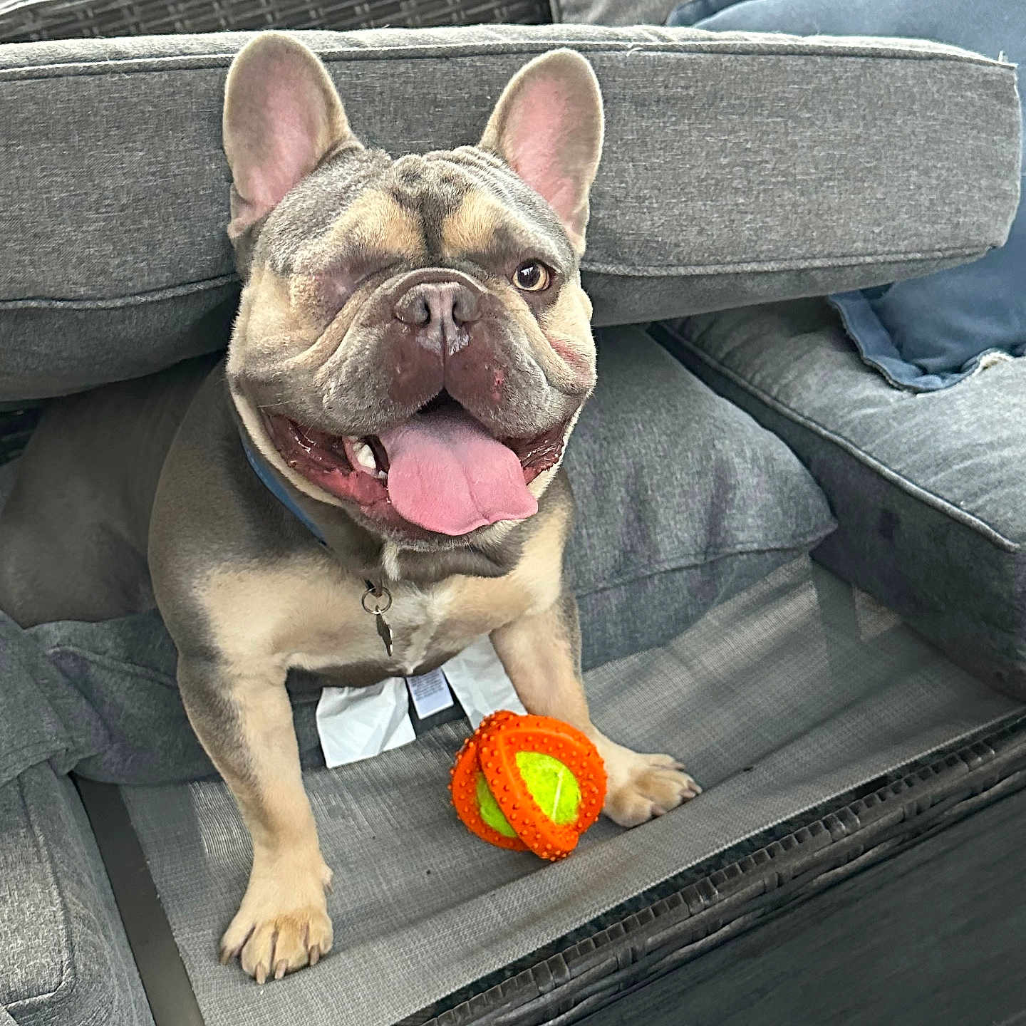 Gus joined the competition — help win amazing prizes! animal, bulldog, canine, dog, dogbed, frenchbulldog, pet, pitbull, puppy