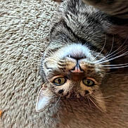 Ace is registered to the contest to win money with this photo: cat, tabby, upside_down, whiskers, carpet, pet, feline, closeup, curious, green_eyes, fur, indoor, cute, animal, relaxed, playful, lying_down, portrait, domestic_animal, soft_texture