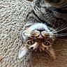 cat, tabby, upside_down, whiskers, carpet, pet, feline, closeup, curious, green_eyes, fur, indoor, cute, animal, relaxed, playful, lying_down, portrait, domestic_animal, soft_texture