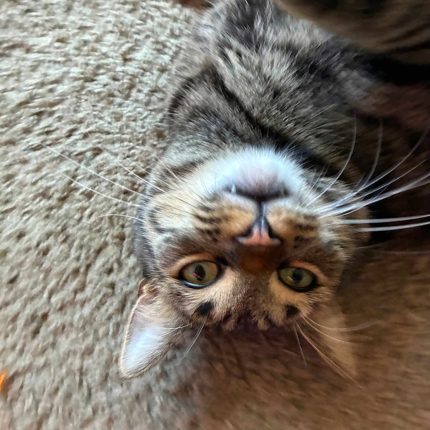 Ace is registered to the contest to win money with this photo: cat, tabby, upside_down, whiskers, carpet, pet, feline, closeup, curious, green_eyes, fur, indoor, cute, animal, relaxed, playful, lying_down, portrait, domestic_animal, soft_texture