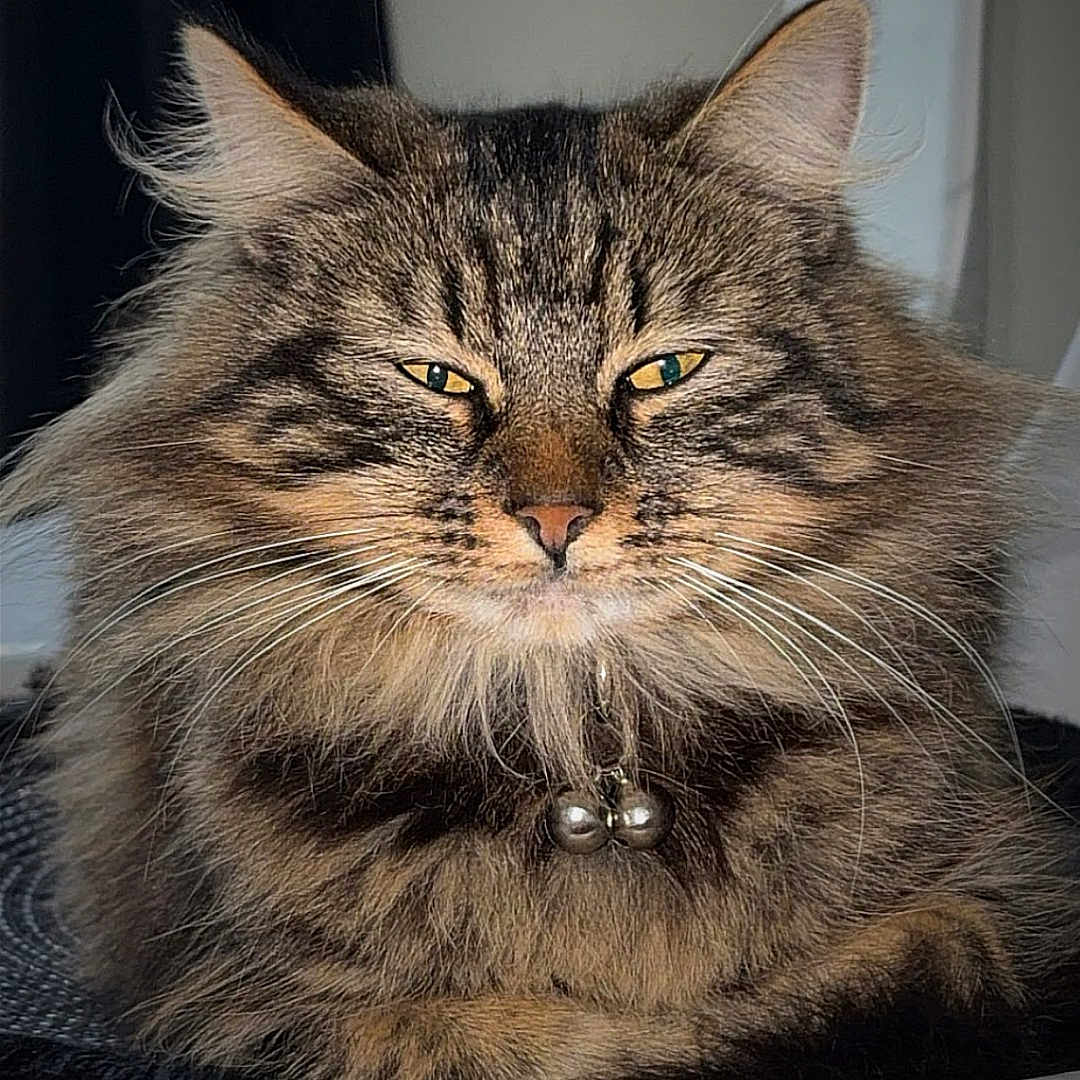 Molly a rejoint le concours — aidez-le/la à gagner de superbes lots ! animal, bells, cat, chair, closeup, collar, cute, domestic, ears, feline, fluffy, fur, indoor, mammal, pet, portrait, relaxed, resting, tabby, whiskers
