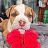 puppy, dog, pet, cute, flower, red_flower, blanket, cage, indoor, young_dog, brown_and_white, close_up, tongue_out, soft_texture, adorable, animal, playful, resting, domestic_animal, furry