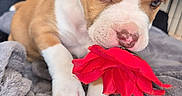 Packo a rejoint le concours — aidez-le/la à gagner de superbes lots ! puppy, dog, pet, cute, flower, red_flower, blanket, gray_blanket, indoor, cage, crate, animal, young_dog, playful, fur, canine, closeup, nose, paw, resting