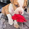 puppy, dog, pet, cute, flower, red_flower, blanket, gray_blanket, indoor, cage, crate, animal, young_dog, playful, fur, canine, closeup, nose, paw, resting