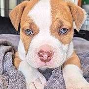 Packo participe au concours pour gagner de l'argent avec cette photo : puppy, dog, blue_eyes, close_up, cage, towel, resting_paws, cute, fur, pet, animal, young, indoors, soft_texture, looking_at_camera, adorable, brown_and_white, snout, pink_nose, curious