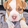 puppy, dog, blue_eyes, close_up, cage, towel, resting_paws, cute, fur, pet, animal, young, indoors, soft_texture, looking_at_camera, adorable, brown_and_white, snout, pink_nose, curious