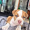 puppy, dog, crate, blanket, indoor, pet, cute, young, brown_and_white, blue_eyes, fur, animal, cage, resting, close_up, adorable, domestic, young_animal, small, canine