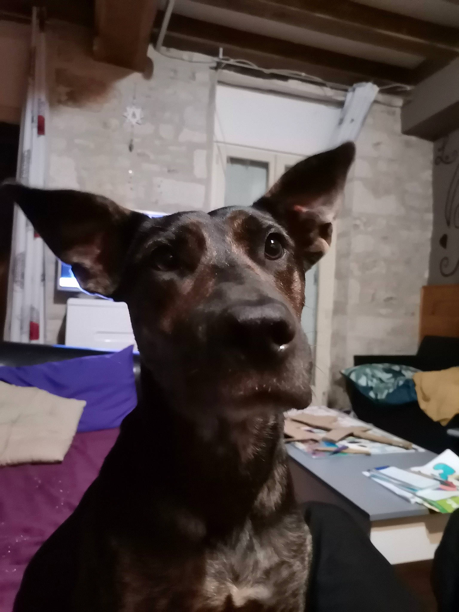 Pakita participe au concours pour gagner de l'argent avec cette photo : canidae, carnivore, collar, companion_dog, dobermann, dog, dog_breed, formosan_mountain_dog, guard_dog, hunting_dog, jaw, linens, liver, non_sporting_group, pinscher, snout, sporting_group, whiskers, working_animal, working_dog