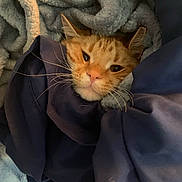 Peanut Butter is registered to the contest to win money with this photo: cat, kitten, orange_cat, whiskers, blanket, bedding, cozy, closeup, portrait, fur, nose, ears, sleepy, indoor, soft_texture, nap, cute, pet, fabric, tucked_in