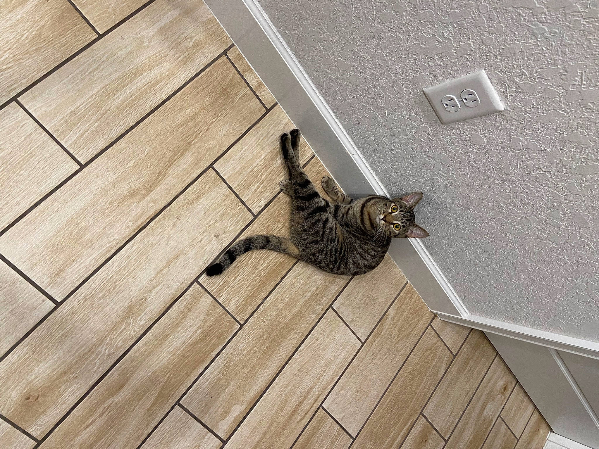 Tabitha joined the competition — help win amazing prizes! carnivore, cat, fawn, felidae, floor, flooring, grey, hardwood, laminate_flooring, line, mammal, plank, plywood, small_to_medium_sized_cats, tail, vertebrate, whiskers, wood, wood_flooring, wood_stain