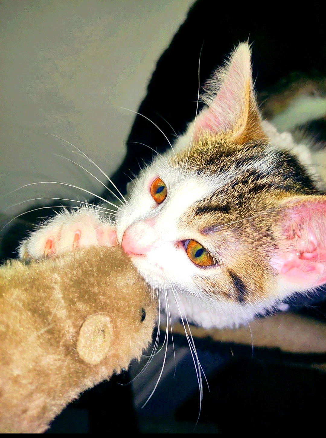 Pistache a rejoint le concours — aidez-le/la à gagner de superbes lots ! art, carnivore, cat, claw, collar, domestic_short_haired_cat, ear, felidae, fur, paw, small_to_medium_sized_cats, snout, tail, whiskers