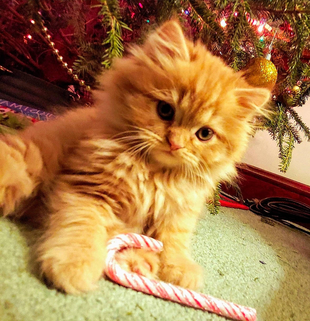 Warrior joined the competition — help win amazing prizes! carnivore, cat, christmas_tree, companion_dog, conifer, event, fawn, felidae, fur, holiday, paw, persian, plant, small_to_medium_sized_cats, snout, tail, terrestrial_animal, tree, whiskers, wood