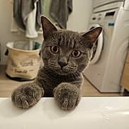 Tiger participe au concours pour gagner de l'argent avec cette photo : cat, gray_cat, animal, pet, indoor, laundry_room, washing_machine, curious, paws, fur, whiskers, eyes, close_up, domestic, feline, home, appliance, towel, basket, floor