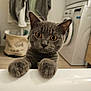 cat, gray_cat, animal, pet, indoor, laundry_room, washing_machine, curious, paws, fur, whiskers, eyes, close_up, domestic, feline, home, appliance, towel, basket, floor