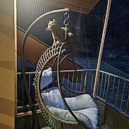 Tiger a rejoint le concours — aidez-le/la à gagner de superbes lots ! balcony, cat, chain, cozy, cushion, feline, hanging_chair, lamp, metal_frame, netting, night, outdoor, pet, porch, railing, shadows, silhouette, swing_chair, wicker, wooden_ceiling