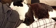Chip'S a rejoint le concours — aidez-le/la à gagner de superbes lots ! carnivore, cat, domestic_short_haired_cat, ear, european_shorthair, felidae, fur, furniture, kitten, nap, room, small_to_medium_sized_cats, tail, whiskers