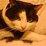 Chip'S a rejoint le concours — aidez-le/la à gagner de superbes lots ! aegean_cat, american_wirehair, black_and_white, carnivore, cat, domestic_short_haired_cat, ear, european_shorthair, eye, felidae, fur, kitten, mammal, nose, ojos_azules, polydactyl_cat, small_to_medium_sized_cats, snout, whiskers