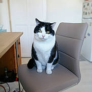 Chip'S participe au concours pour gagner de l'argent avec cette photo : aegean_cat, american_wirehair, carnivore, cat, domestic_short_haired_cat, european_shorthair, felidae, kitten, norwegian_forest_cat, polydactyl_cat, small_to_medium_sized_cats, table, whiskers