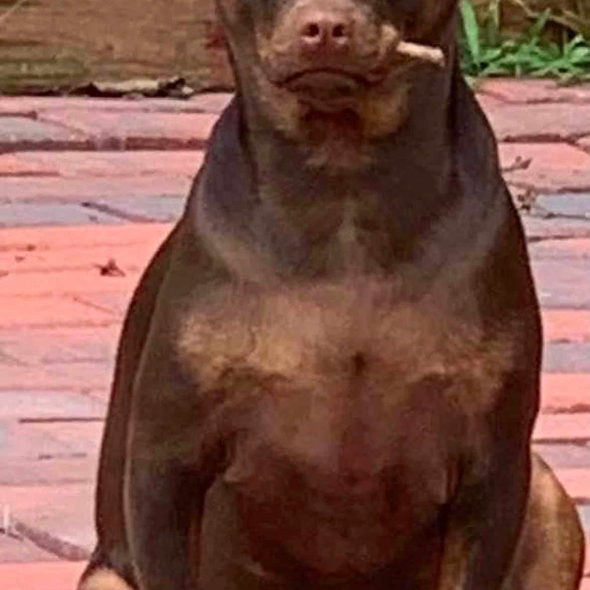 Bailey is registered to the contest to win money with this photo: animal, brick_patio, brown_dog, calm, canine, dog, ears, expression, fur, grass, nature, outdoor, paws, pet, quiet, sitting, snout, tongue, twig, wooden_board