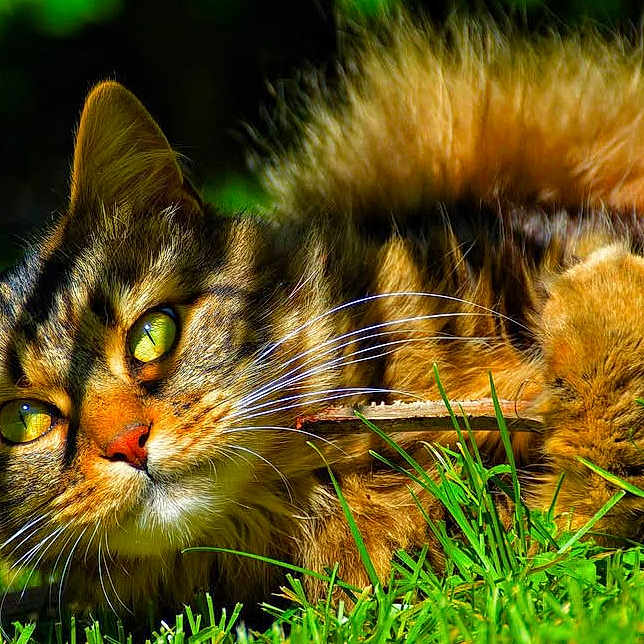 Mistigri participe au concours pour gagner de l'argent avec cette photo : abyssinian, angora, animal, cat, electronics, field, grass, grassland, hardware, kitten, lawn, manx, moss, nature, outdoors, person, pet, plant, sleeping, snout