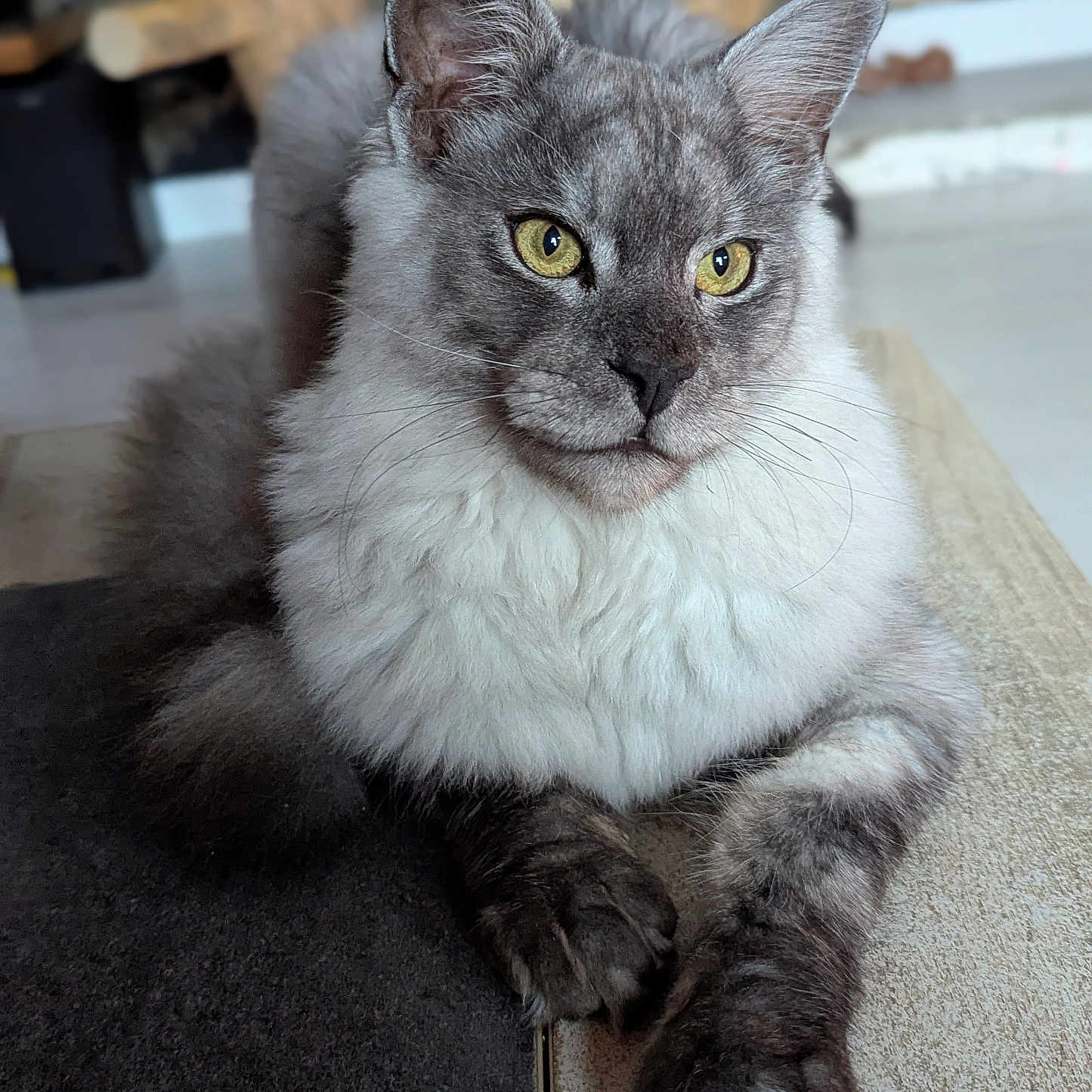 Arthus