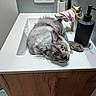 Arthus participe au concours pour gagner de l'argent avec cette photo : cat, sink, bathroom, gray_cat, pet, feline, toothbrush, toothpaste, soap_dispenser, wooden_cabinet, relaxed, indoor, fur, animal, face, yellow_eyes, whiskers, clean, household, curious