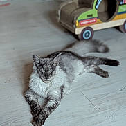 Arthus participe au concours pour gagner de l'argent avec cette photo : cat, gray_cat, striped_cat, fluffy, relaxed, indoor, wooden_floor, cardboard_cat_house, pet, animal, feline, resting, cute, cozy, domestic, playful, fur, whiskers, paws, sleeping
