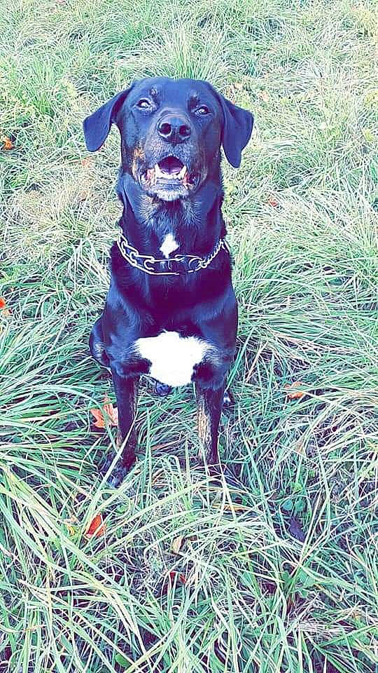 Hunter participe au concours pour gagner de l'argent avec cette photo : canidae, carnivore, dog, dog_breed, grass, hunting_dog, labrador_retriever, mammal, patterdale_terrier, plant, polish_hunting_dog, rare_breed_dog, sporting_group, vertebrate, working_dog