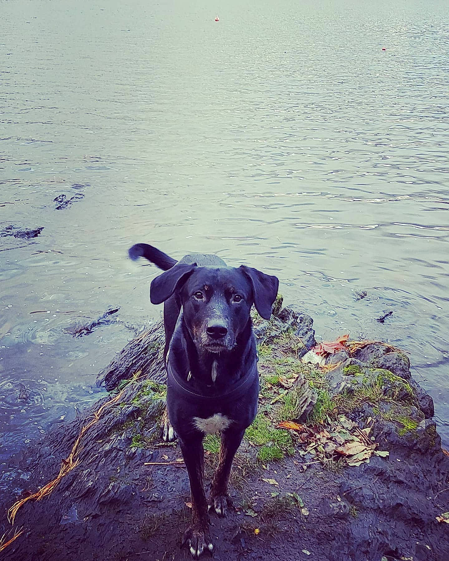 Hunter participe au concours pour gagner de l'argent avec cette photo : blue_lacy, canidae, carnivore, cloud, dog, dog_breed, flat_coated_retriever, gun_dog, hunting_dog, labrador_retriever, patterdale_terrier, plant, pointing_breed, retriever, sky, sporting_group, water