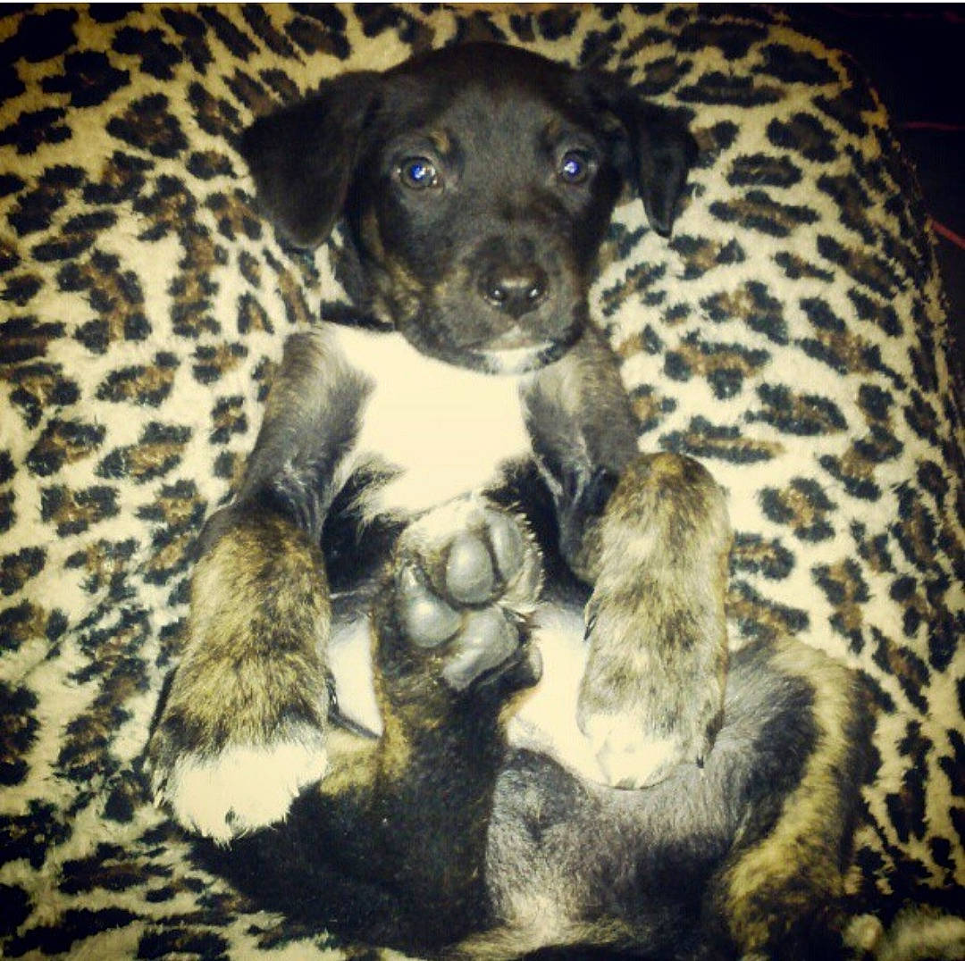 Hunter participe au concours pour gagner de l'argent avec cette photo : beagador, canidae, carnivore, dog, dog_breed, louisiana_catahoula_leopard_dog, mammal, patterdale_terrier, puppy, sporting_group, vertebrate