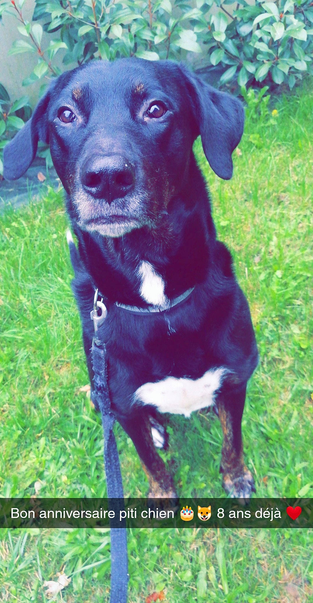 Hunter a rejoint le concours — aidez-le/la à gagner de superbes lots ! beagador, blue_lacy, borador, canidae, carnivore, dog, dog_breed, hunting_dog, labrador_retriever, mammal, patterdale_terrier, pointing_breed, rare_breed_dog, retriever, sporting_group, vertebrate