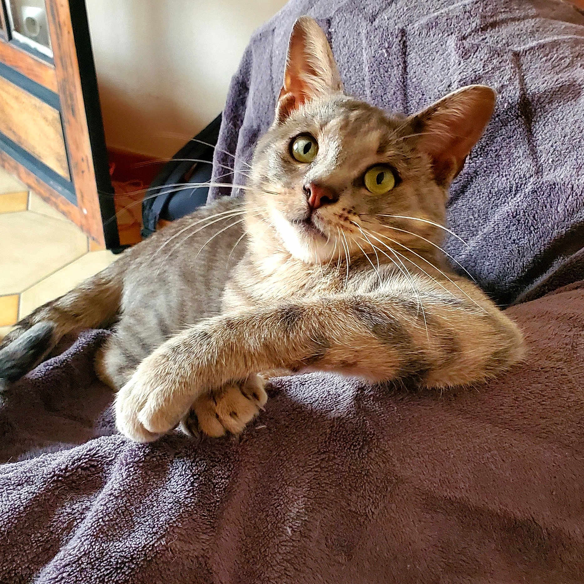 Wally a rejoint le concours — aidez-le/la à gagner de superbes lots ! animal, cat, cozy, curious, cute, domestic_cat, feline, fur, green_eyes, indoor, looking, paws, pet, portrait, purple_blanket, relaxed, resting, soft_texture, tabby, whiskers