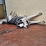 dog, husky, canine, black_and_white, fluffy, sleeping, lying_down, upside_down, relaxed, outdoor, patio, paving_stones, wall, stucco, doorway, garden_hose, animal, pet, stretching, funny_pose