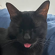 Horus participe au concours pour gagner de l'argent avec cette photo : cat, black_cat, pet, animal, feline, closeup, portrait, tongue, sleepy, funny, whiskers, ears, fur, indoors, bed, bedding, blue_background, black_fur, cute, relaxed