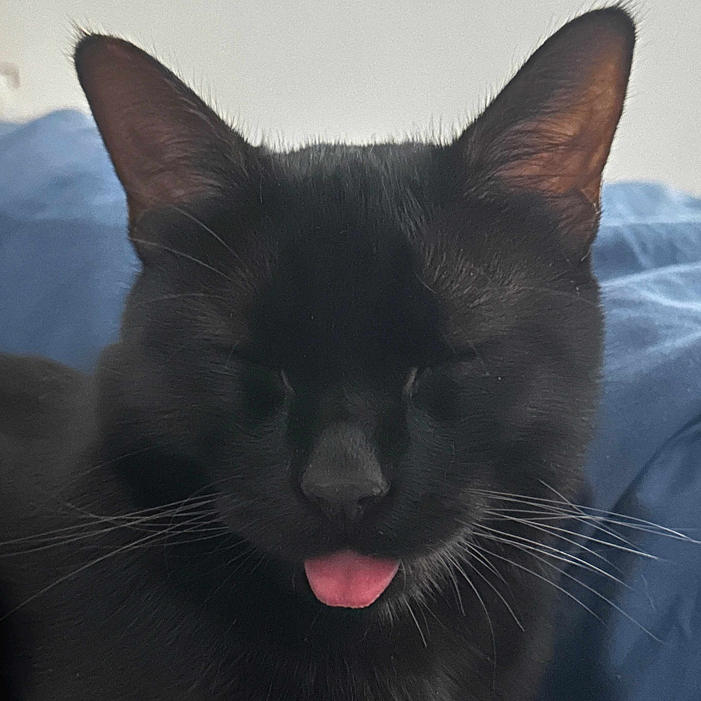 Horus joined the competition — help win amazing prizes! cat, black_cat, pet, animal, feline, close_up, portrait, tongue_out, sleepy, eyes_closed, whiskers, ears, fur, cute, funny, indoor, bed, blue_bedding, cozy, photography