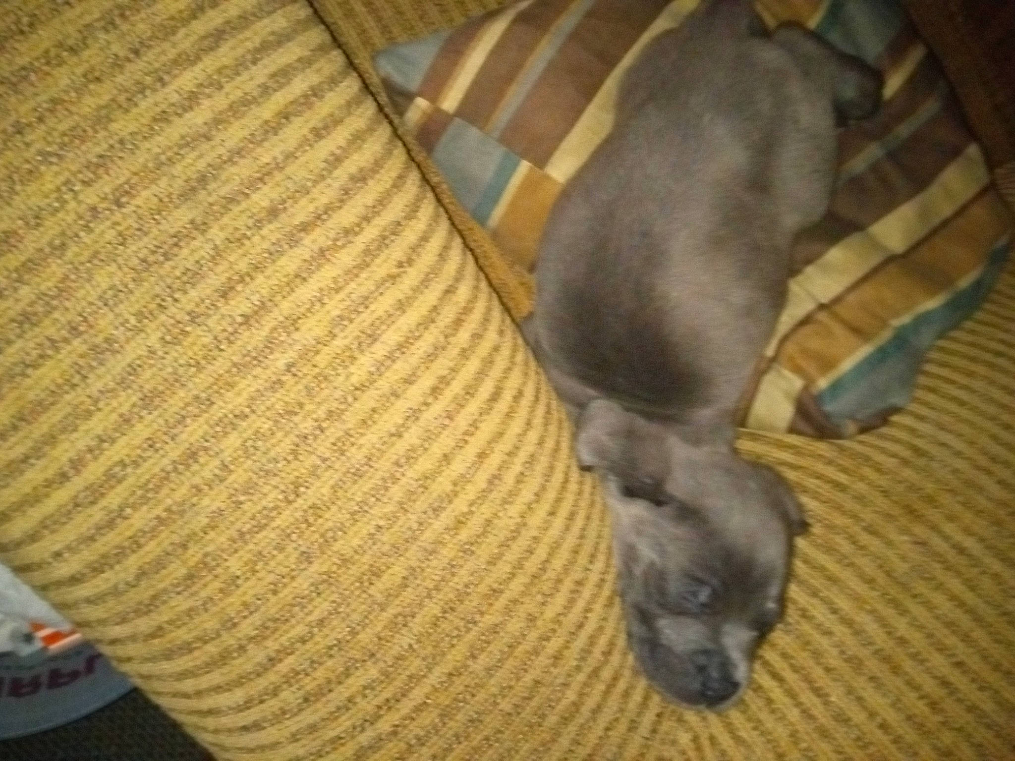 Honcho is registered to the contest to win money with this photo: canidae, carnivore, comfort, companion_dog, dog, dog_breed, fawn, felidae, flooring, fur, hardwood, liver, snout, sporting_group, tail, terrestrial_animal, toy_dog, whiskers, wood, working_animal