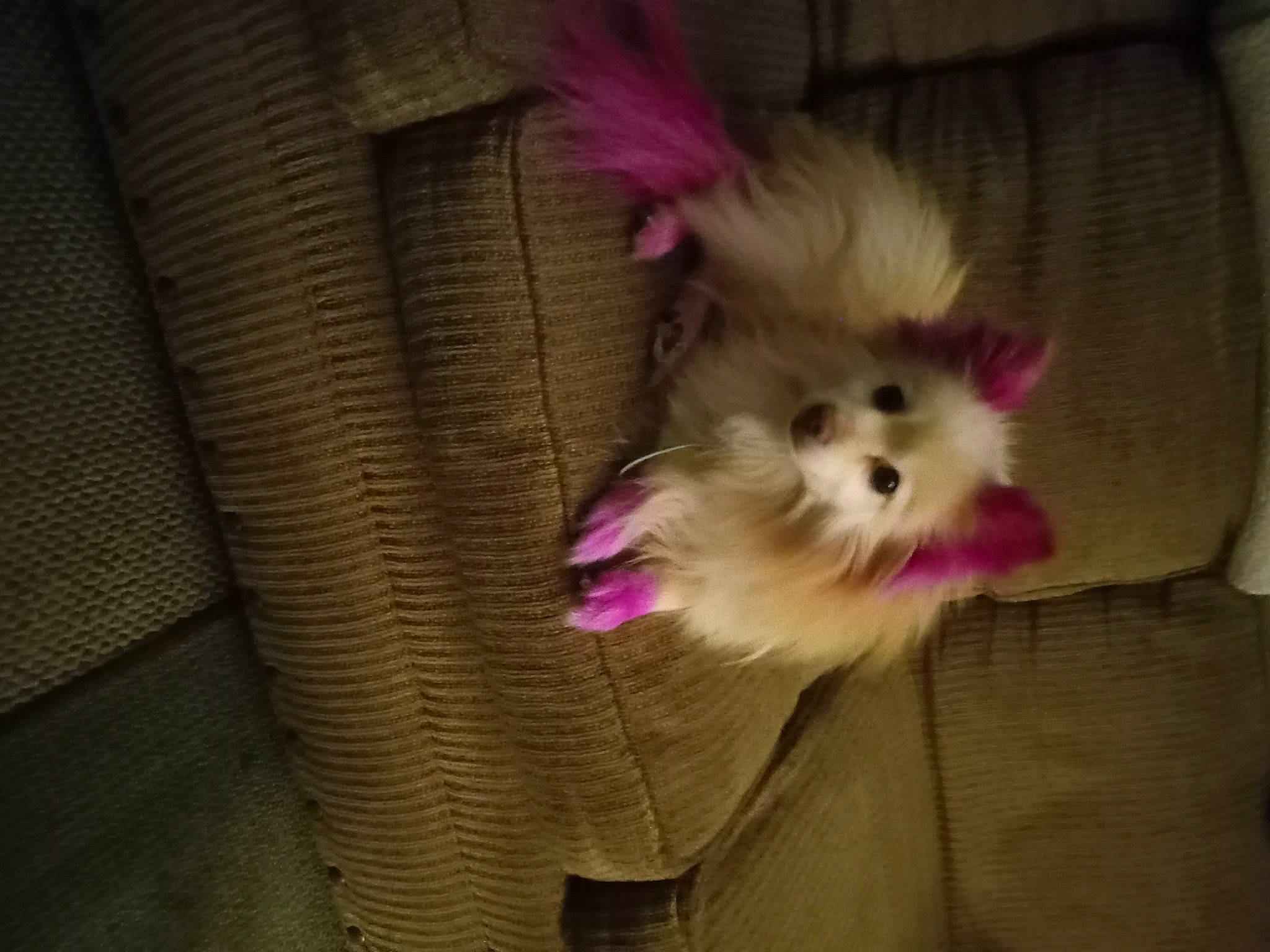 Princess joined the competition — help win amazing prizes! canidae, carnivore, companion_dog, dog, dog_breed, dog_supply, fawn, fur, liver, magenta, non_sporting_group, paw, pet_supply, puppy, sporting_group, tail, toy_dog, whiskers, working_animal