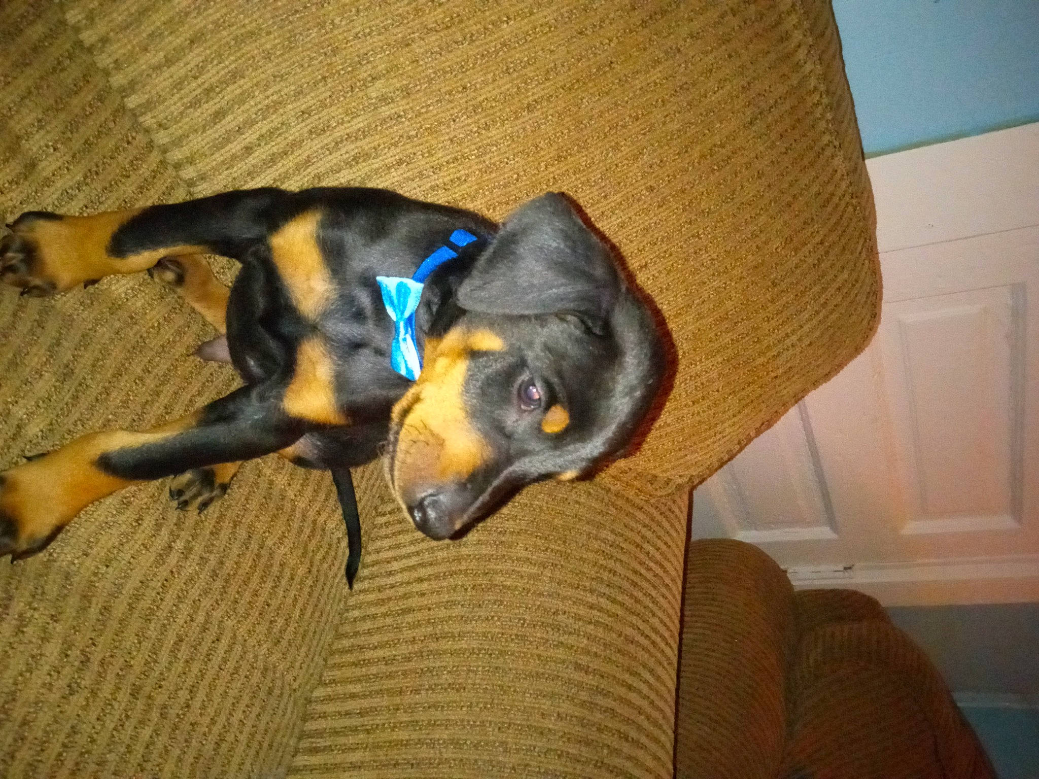 Roman joined the competition — help win amazing prizes! carnivore, comfort, companion_dog, couch, dog, dog_breed, door, flooring, fur, guard_dog, hardwood, montenegrin_mountain_hound, paw, pet_supply, pinscher, sporting_group, tail, toy_dog, working_animal, working_dog