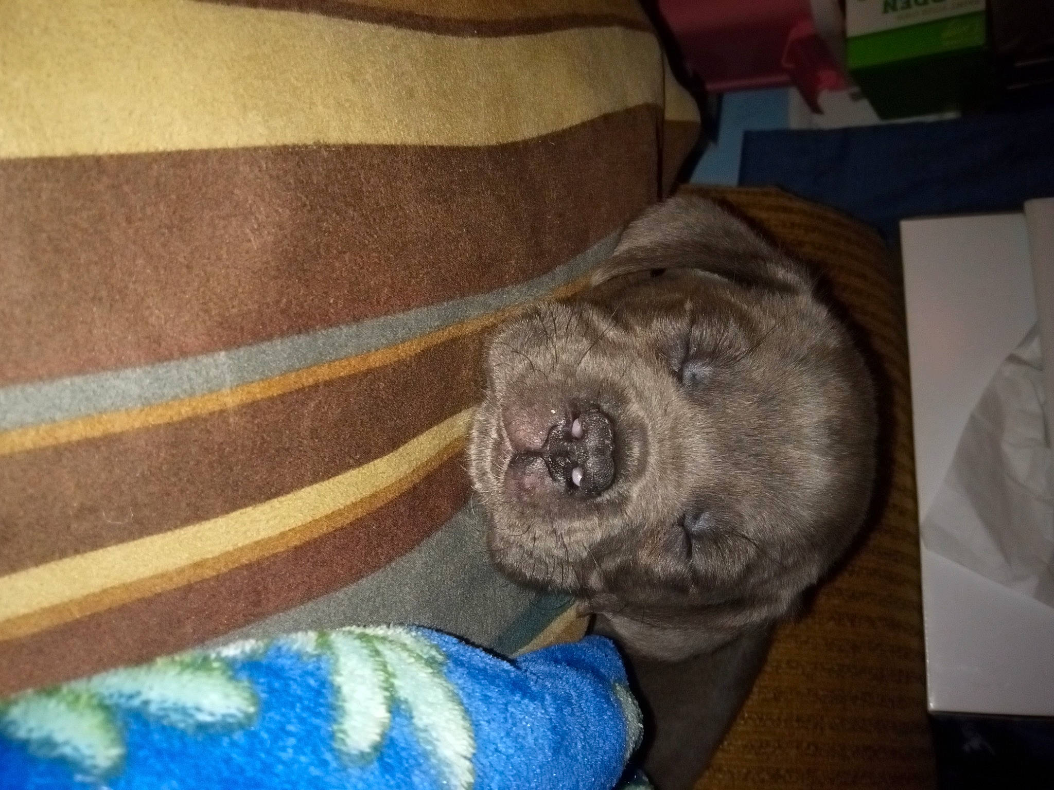 Hanco is registered to the contest to win money with this photo: canidae, carnivore, comfort, companion_dog, couch, dog, dog_breed, fawn, fur, grey, mat, non_sporting_group, snout, sporting_group, terrestrial_animal, whiskers, wool, working_animal