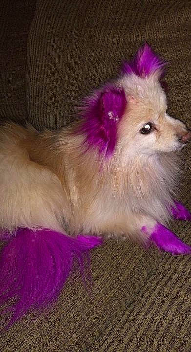 Princess joined the competition — help win amazing prizes! canidae, carnivore, companion_dog, dog, dog_breed, dog_supply, fawn, fur, german_spitz, german_spitz_klein, german_spitz_mittel, magenta, non_sporting_group, snout, tail, volpino_italiano, whiskers