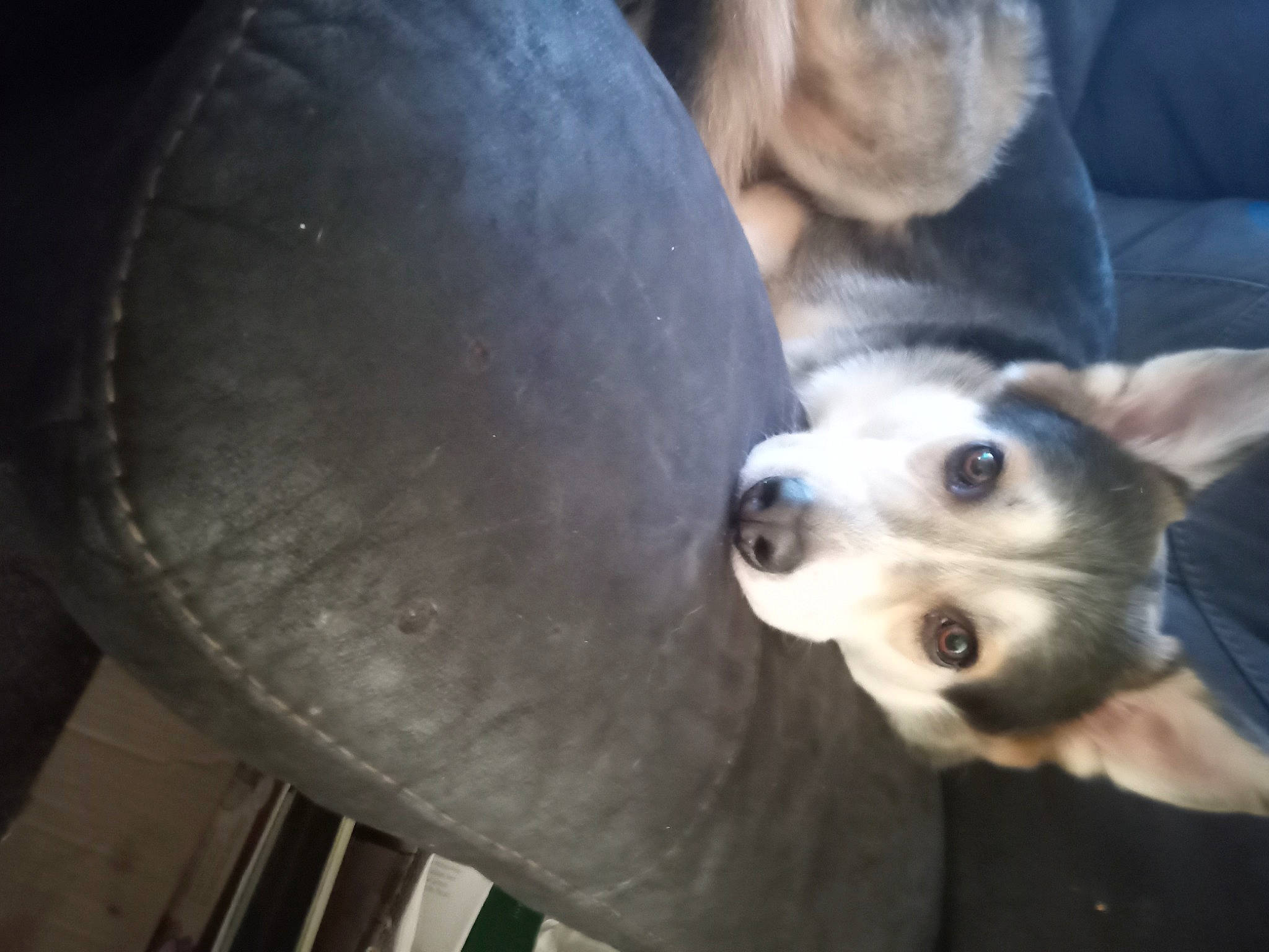 Negen is registered to the contest to win money with this photo: canidae, carnivore, circle, comfort, companion_dog, couch, dog, dog_breed, fur, idiophone, metal, snout, sporting_group, toy_dog, whiskers