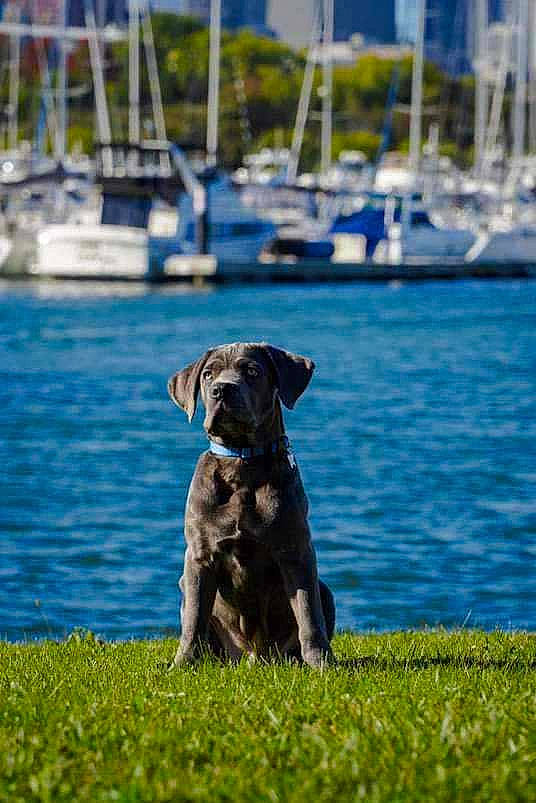 Honcho joined the competition — help win amazing prizes! boat, canidae, carnivore, companion_dog, dog, dog_breed, dog_collar, grass, grassland, gun_dog, lake, ocean, plant, snout, sporting_group, tail, terrestrial_animal, water, working_animal, working_dog