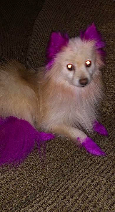 Princess is registered to the contest to win money with this photo: canidae, carnivore, companion_dog, dog, dog_breed, dog_supply, event, fawn, fur, german_spitz, german_spitz_klein, german_spitz_mittel, magenta, pink, purple, snout, spitz, terrestrial_animal, toy_dog, whiskers